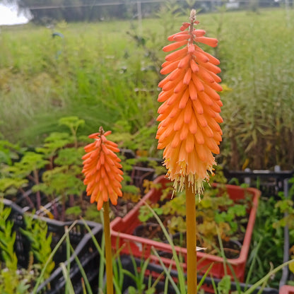 Kniphofia Alcázar