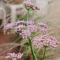 Pimpinella major Rosea