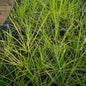 Sesleria automnalis