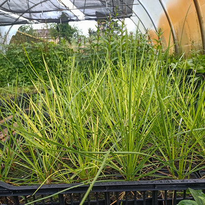 Sesleria automnalis