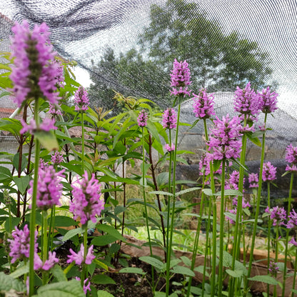 Stachys monieri Hummelo
