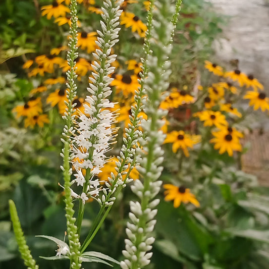 Veronicastrum virginicum album