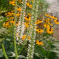 Veronicastrum virginicum album