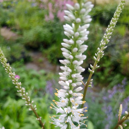 Veronicastrum virginicum album